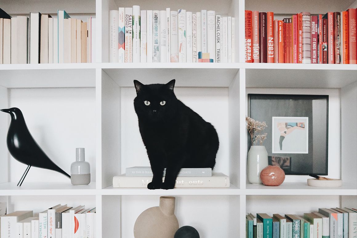 Black cat on a bookcase