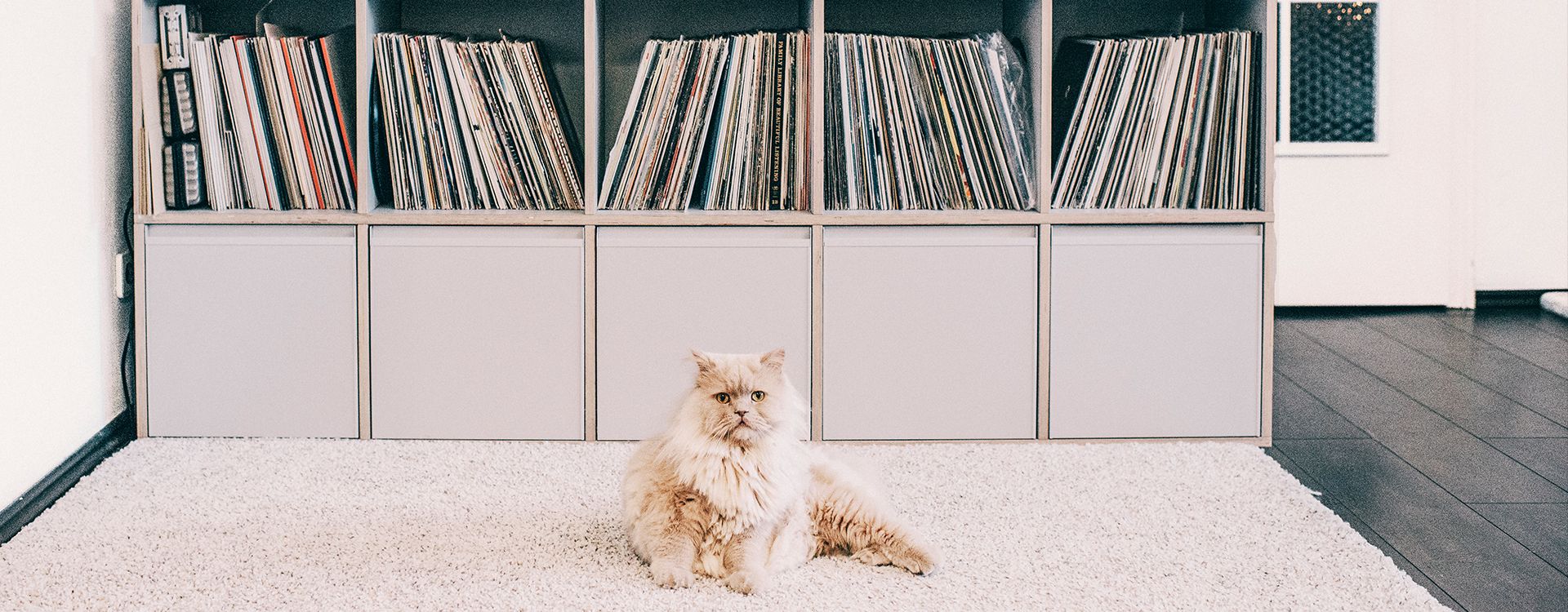 Records look great on Type01 Plywood and the cat knows it